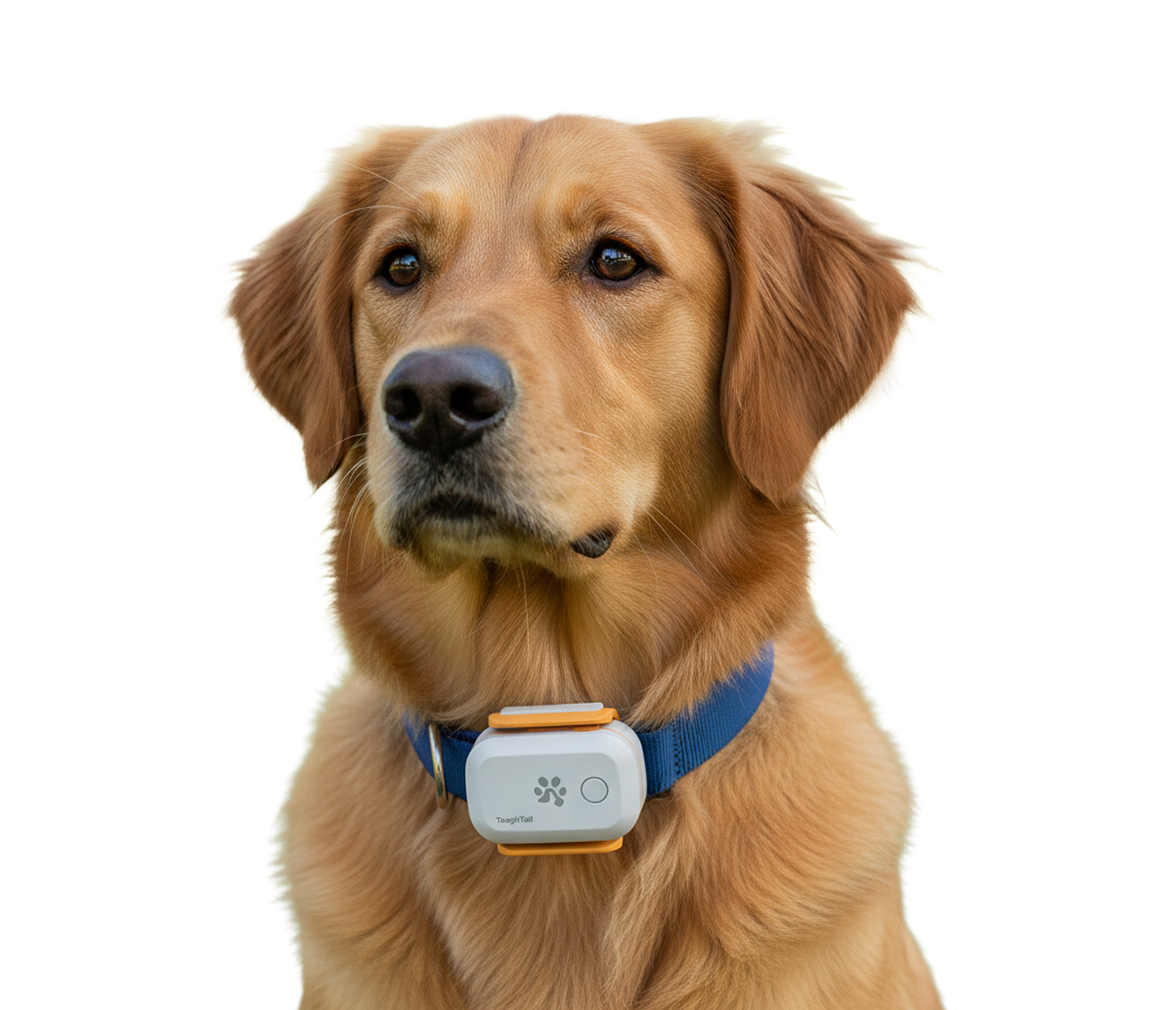 Golden retriever wearing the ToughTail Standard Tracker on a collar
